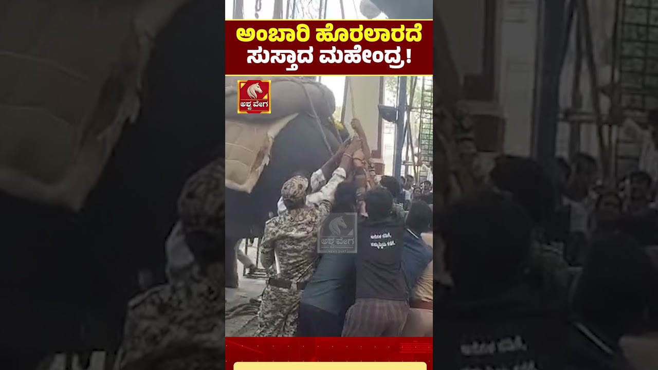 Mysuru Dasara 2026 | ಅಂಬಾರಿ ಹೊರಲಾರದೆ ಸುಸ್ತಾದ ಮಹೇಂದ್ರ !| Ashwaveega News