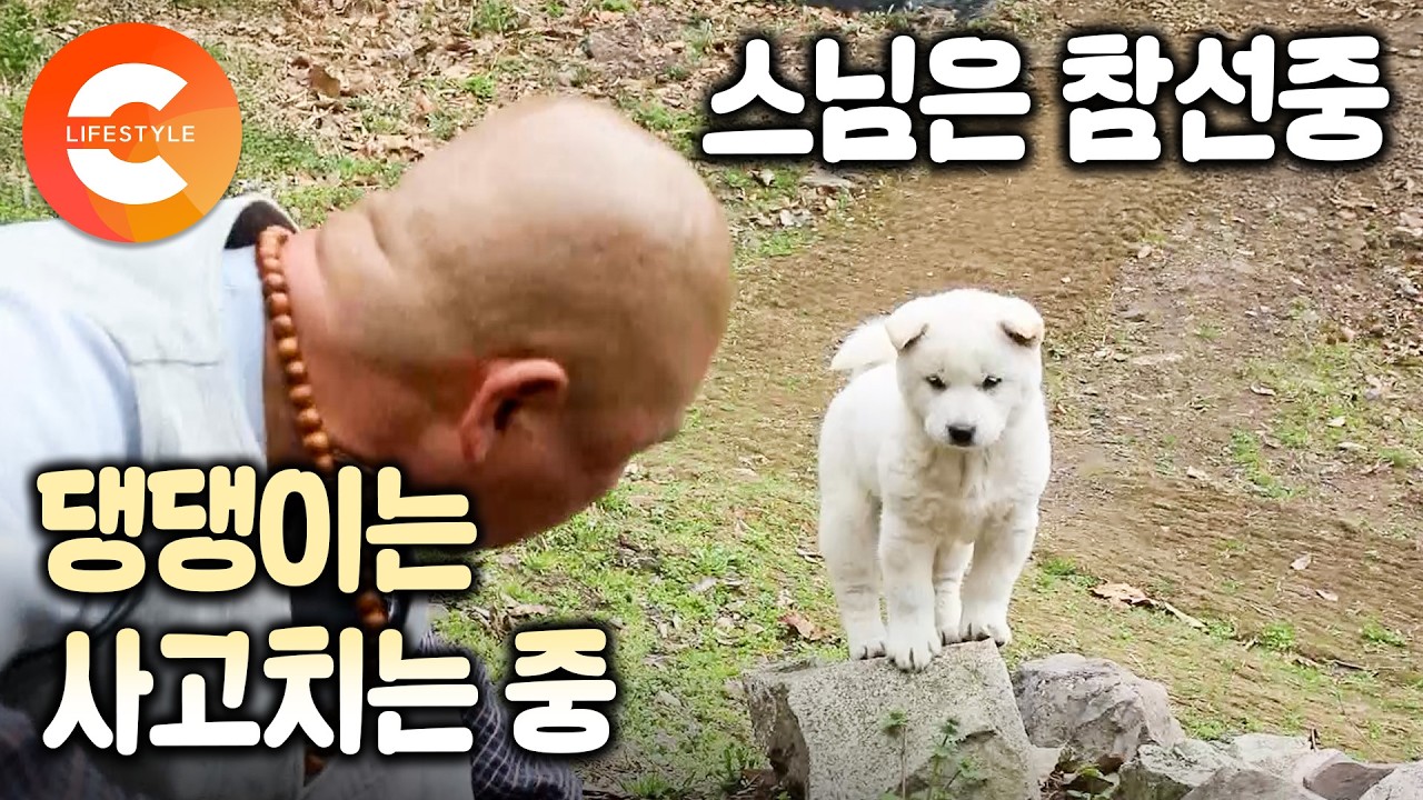 10분 짜리 영상에 힐링이 한가득🐾 외딴 암자에서 홀로 수행하는 스님과 세상이 궁금한 백구 삼총사가 봄을 준비하는 방법ㅣ#한국기행 