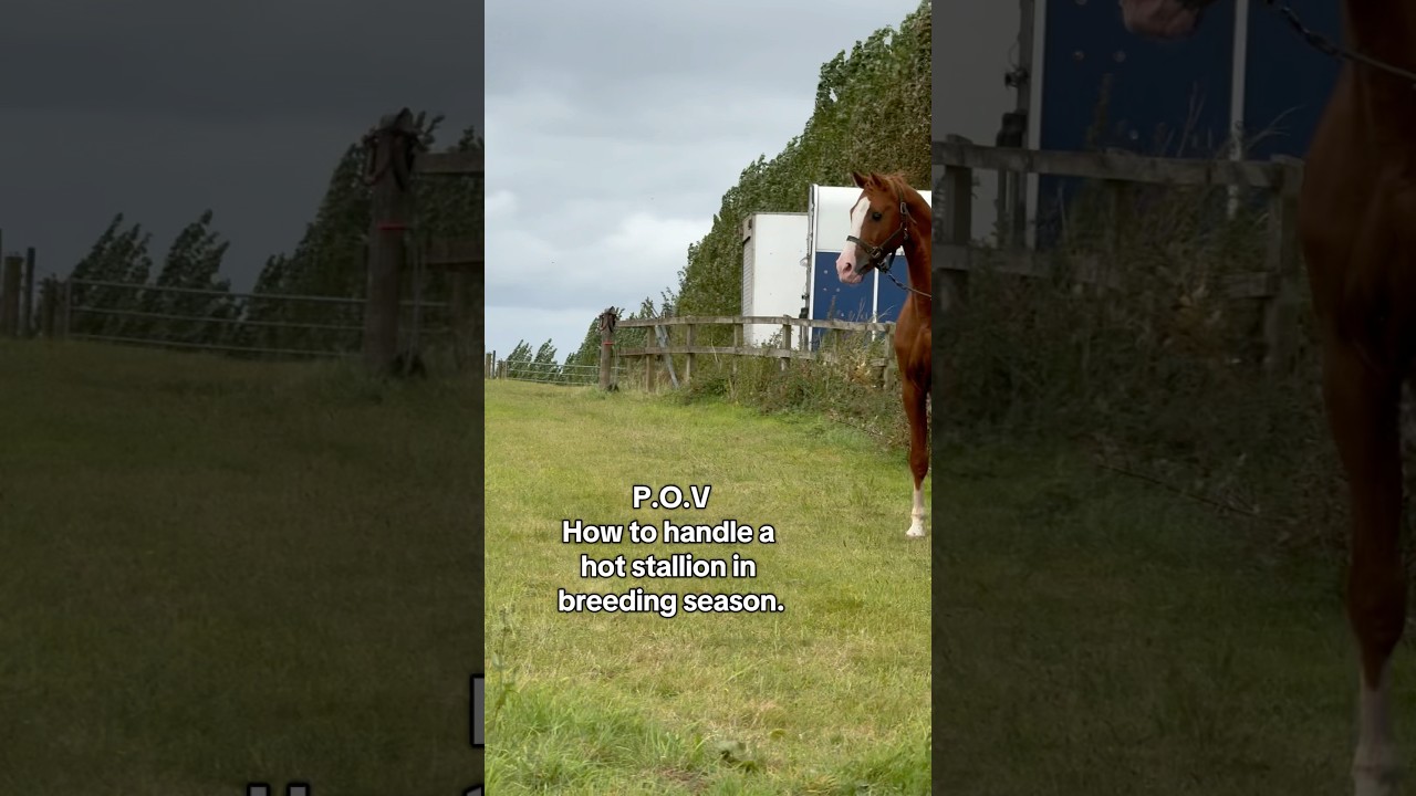 Handling hot stallions in hot weather #stallion #horse #equestrian #horseworld #horseaddict