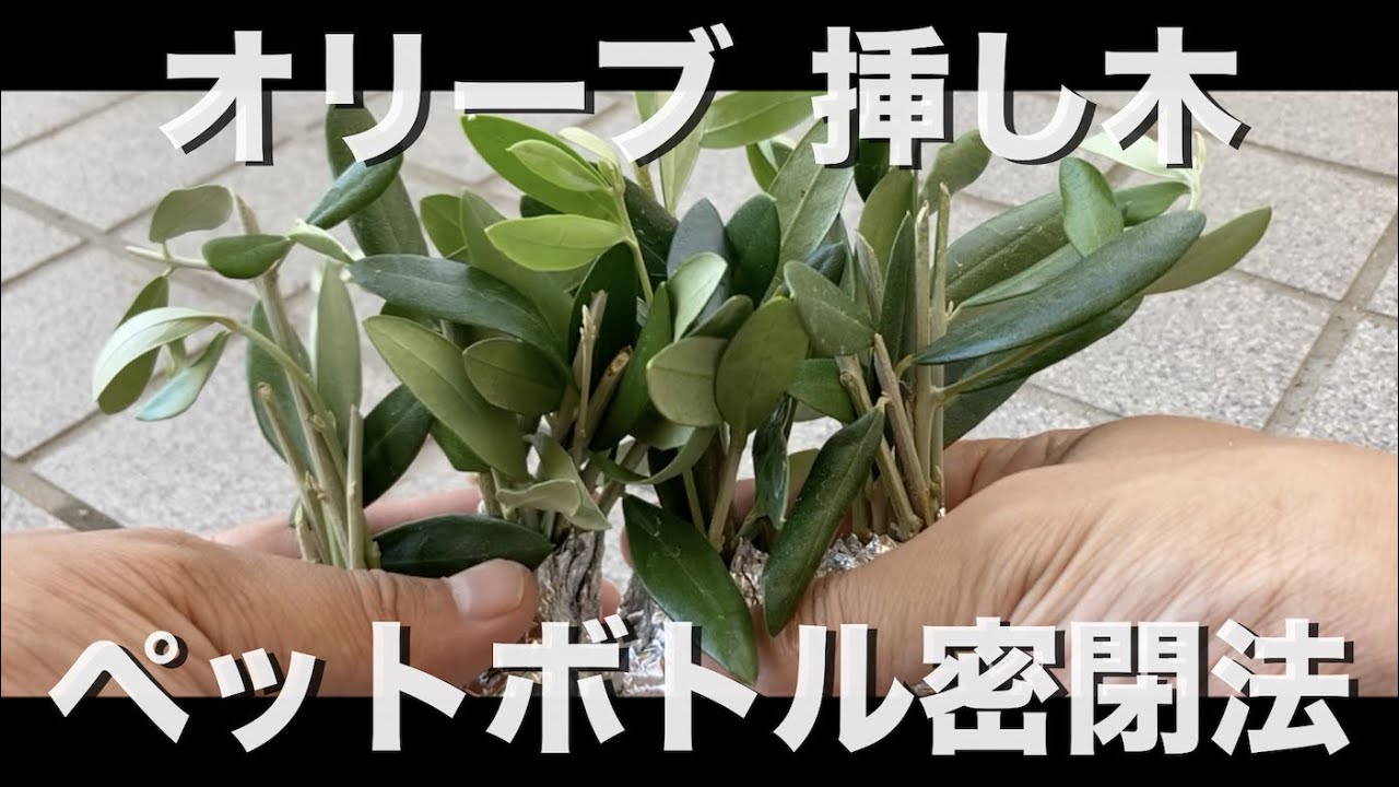 オリーブの挿し木をペットボトル密閉法でやりました。メネデール希釈水+水苔+アルミホイールを使用する成功方法。