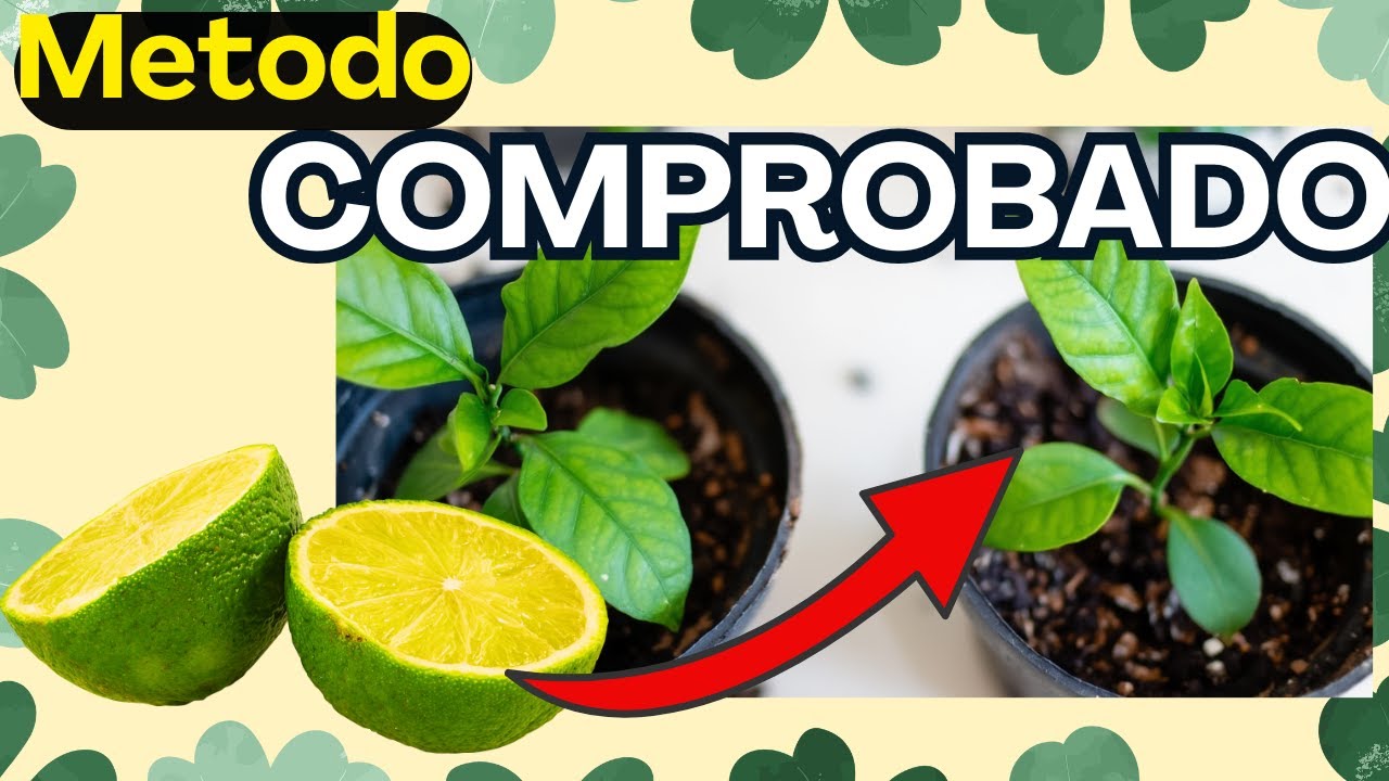 🍋‍🟩 El Mejor Método para Germinar Semillas de Limón Rápido (resultados reales)