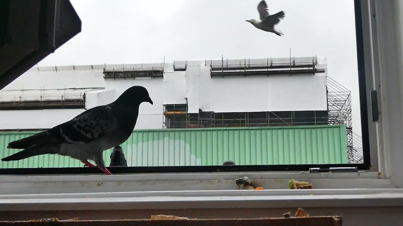 Week 2: Pigeons Trying to Steal Sushi