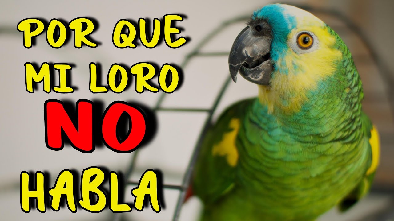 ¿Por qué mi LORO NO Habla? ¡Que Hacer!🤔 Razones y soluciones 🦜