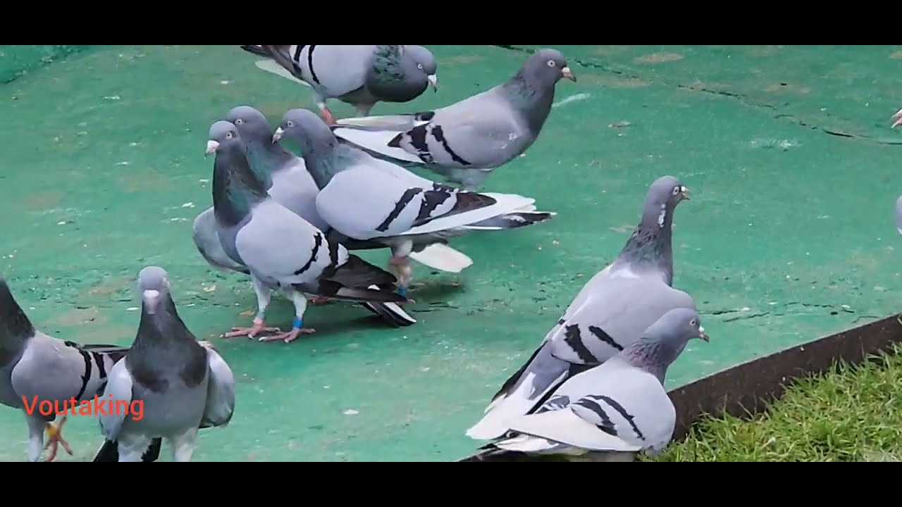 Vouta pigeons Tom