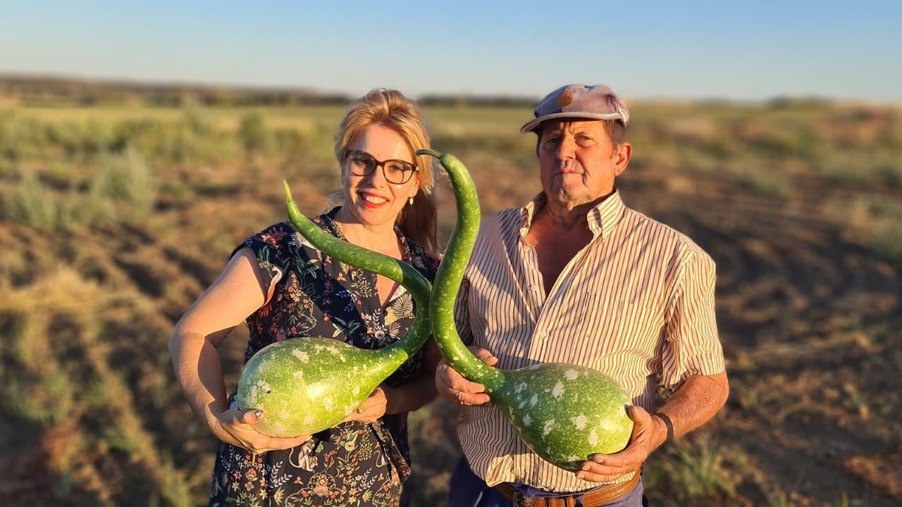 Cosecha de calabazas de cuello de cisne para decoración ¡CON FORMA MUY SIMILAR AL CISNE!🌷😍🦅