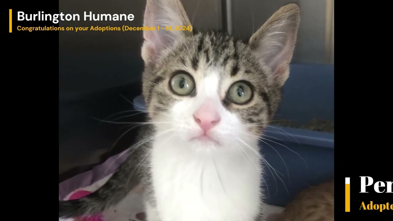 Congratulations on your Finding your Forever Homes (December 1-14, 2024)!