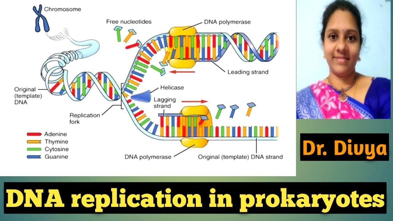 DNA replication in prokaryotes # replication in bacteria # genes & genus
