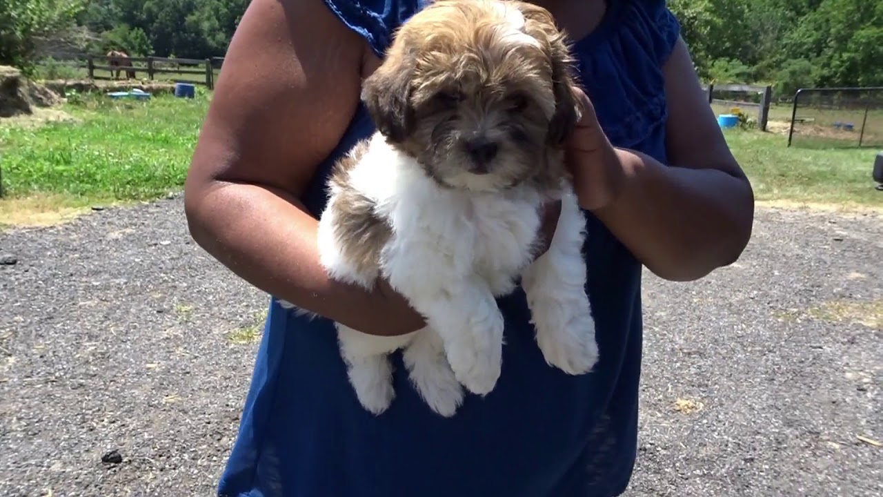 SURPRISE PUPPY DELIVERY | SHIH TZU & POODLE MIX