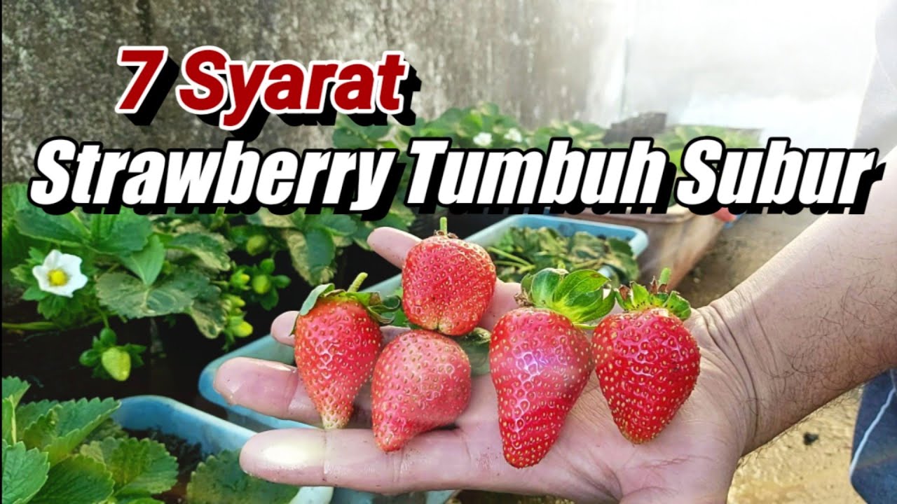 7 Syarat Tanaman Strawberry Tumbuh Subur