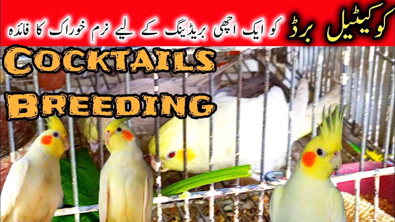 Cockatiel bird breeding tips  || Cocktail.birds soft food || Cocktail birds Breeding formula