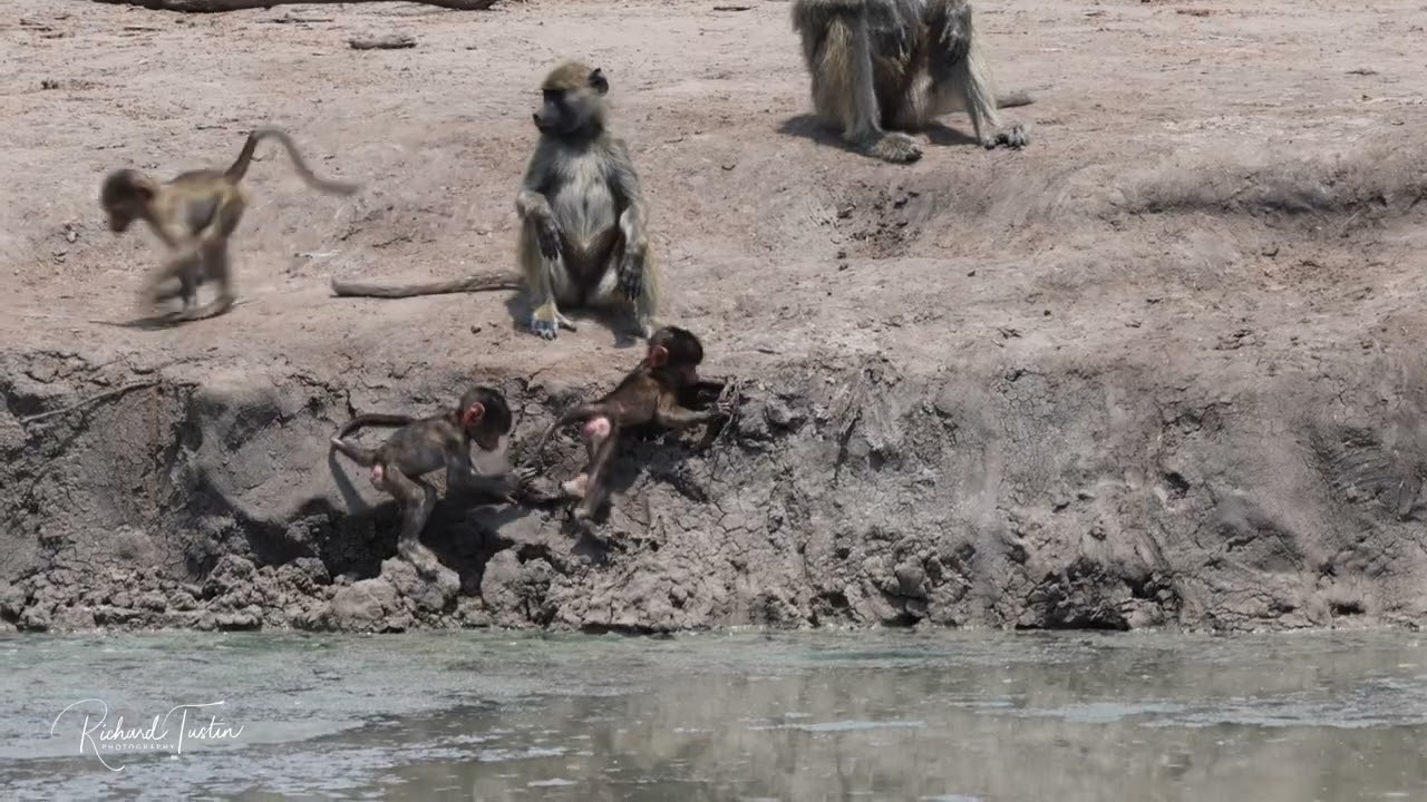 Baboons and their babies