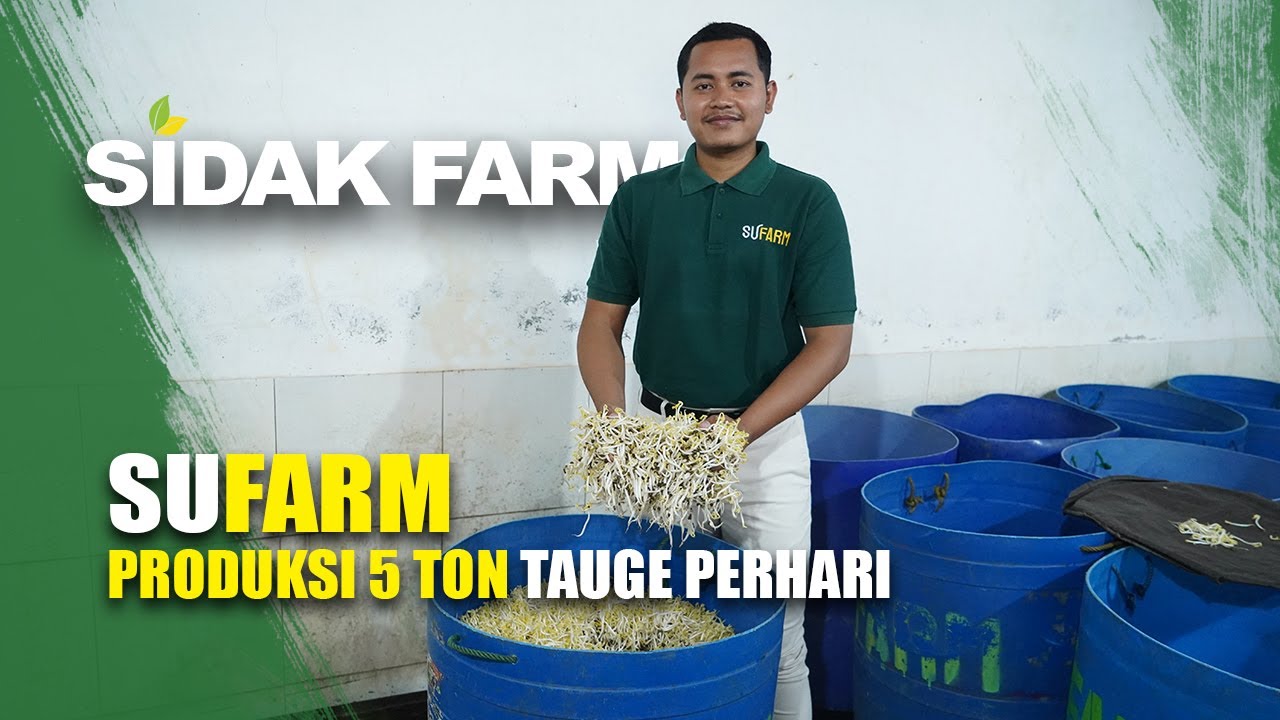HASILKAN 5 TON TAUGE PERHARI!!! BISNIS TAUGE DARI GENERASI KE GENERASI