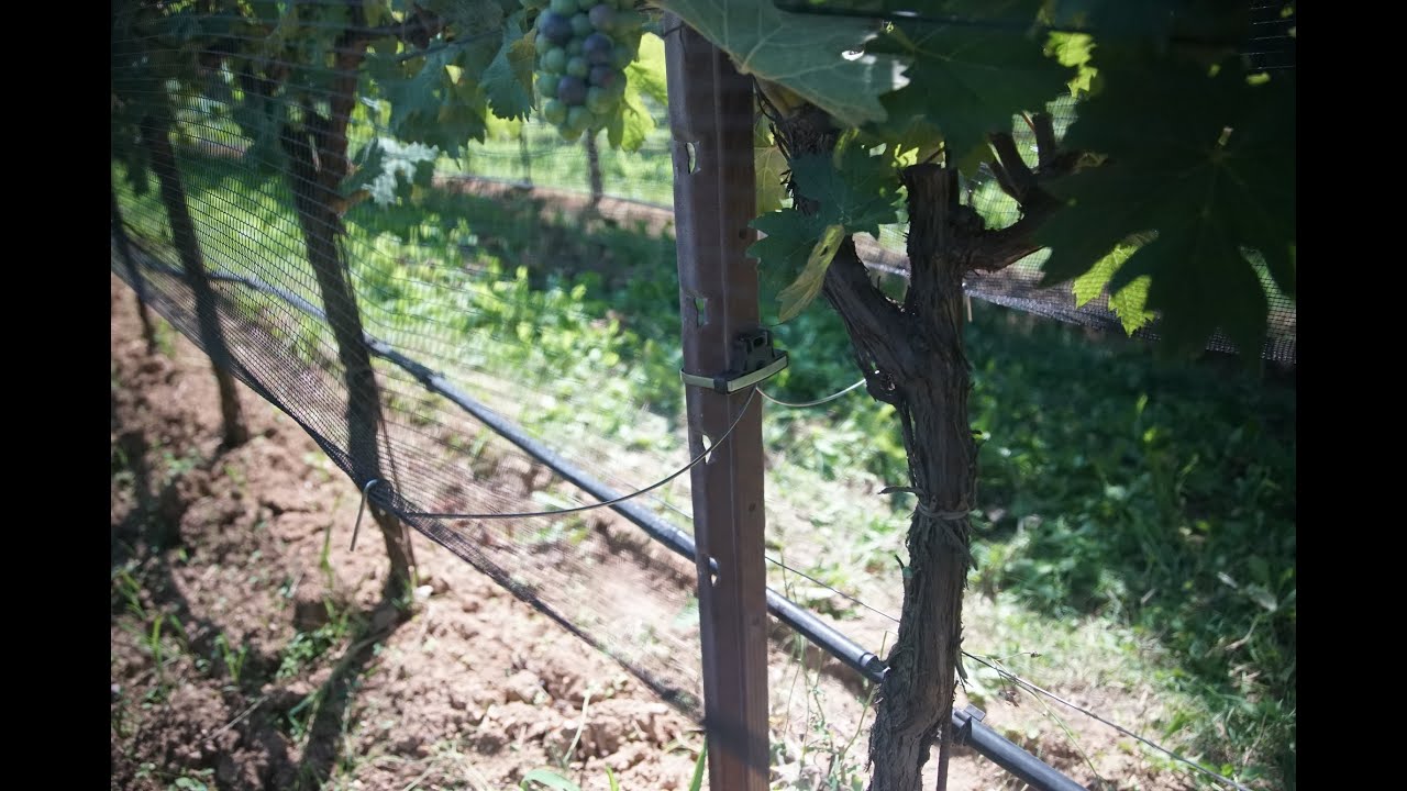 Sistema tendirete per vigneti