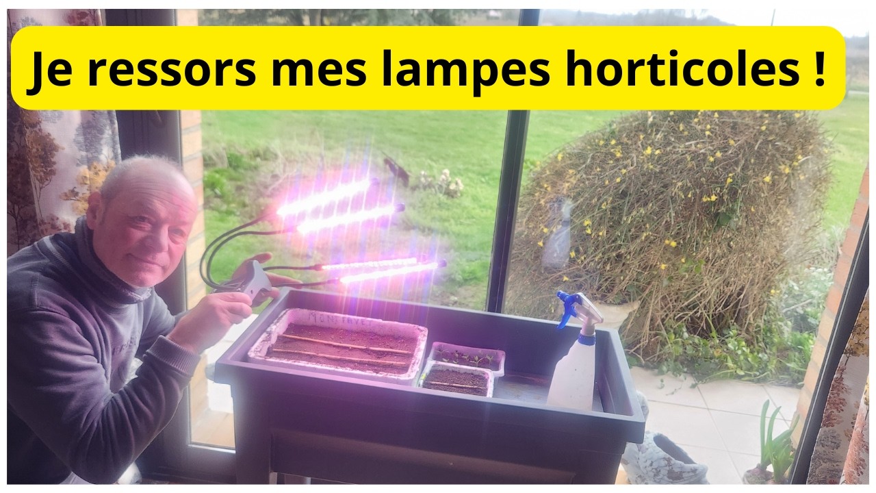 Fin juillet , TAILLER ET BUTTER vos poireaux  , et lutter contre la mouche des poireaux  !