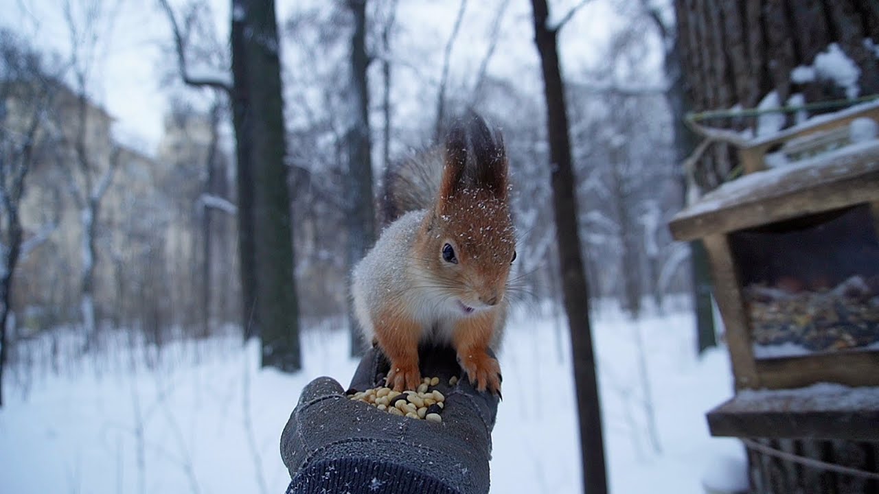 🎶Белочки, синицы и голуби снежным днём