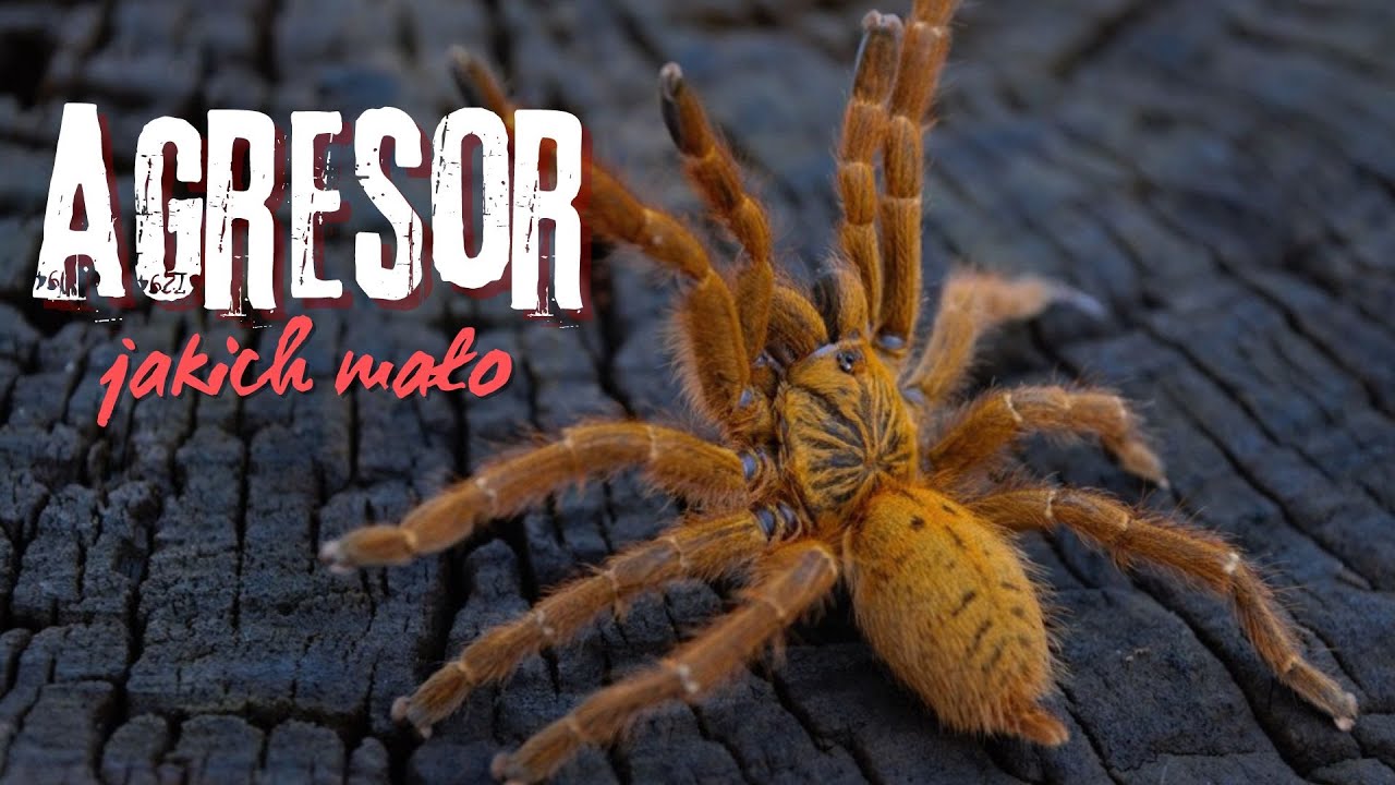 NAJAGRESYWNIEJSZY pająk w hodowli? feat. Pterinochilus murinus