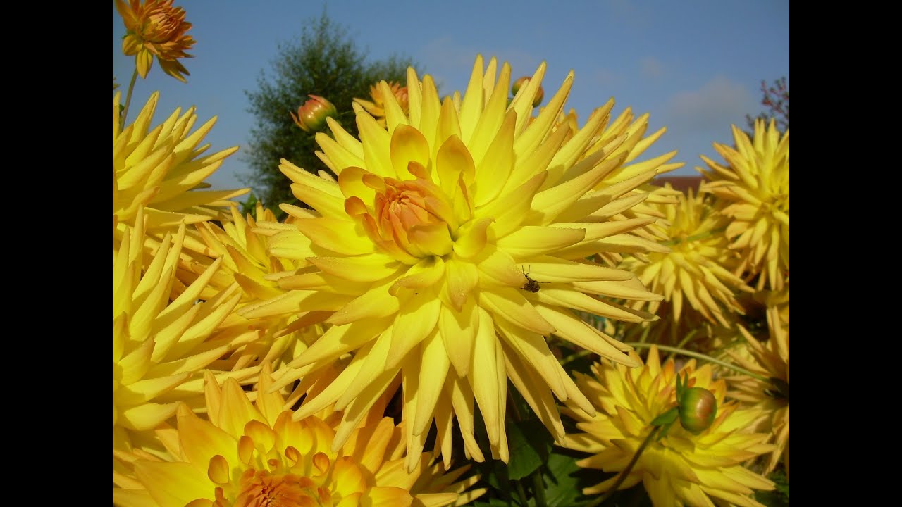 Growing dahlias month by month episode 4: March