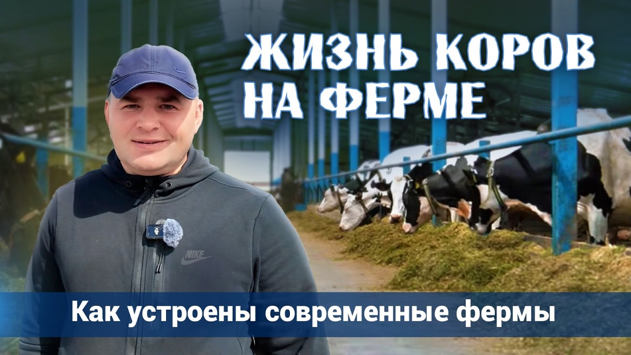 Жизнь коров на ферме. Как устроены современные фермы: врачи, родзал и генетика на фермах Садового