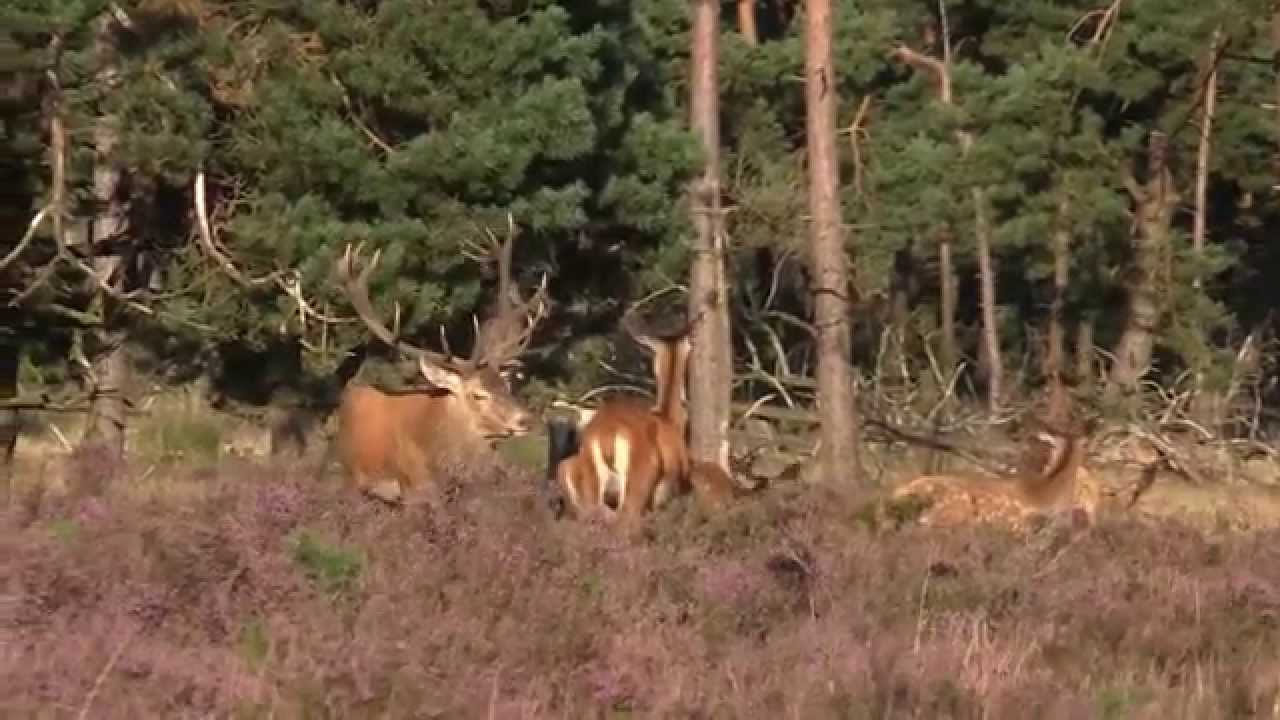 Vroeg gevecht [fight Reddeer] bronsttijd Edelherten, Hoge Veluwe, 2 sept  2015 movie