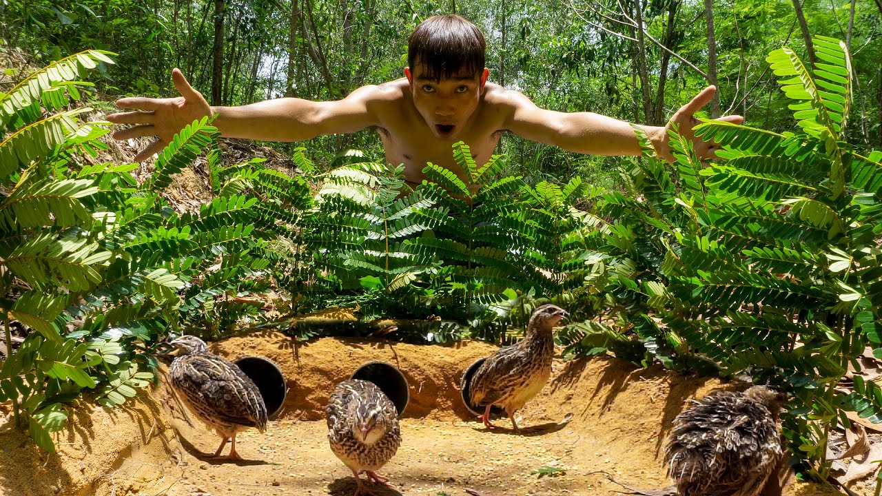 Amazing ! Creative Unique Underground Quail Bird Trap Make From 3PVC Pipe | Viet Nam Wild