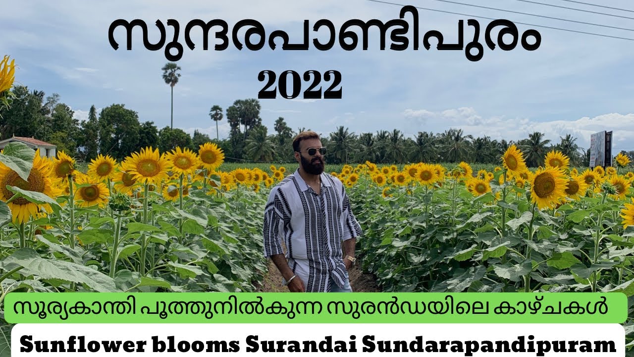 Sundarapandyapuram 2022 ഏതു ഭാഗത്താണ് സൂര്യകാന്തികൾ പൂത്തുനിൽകുന്നത് ##sundarapandyapuram #sunflower