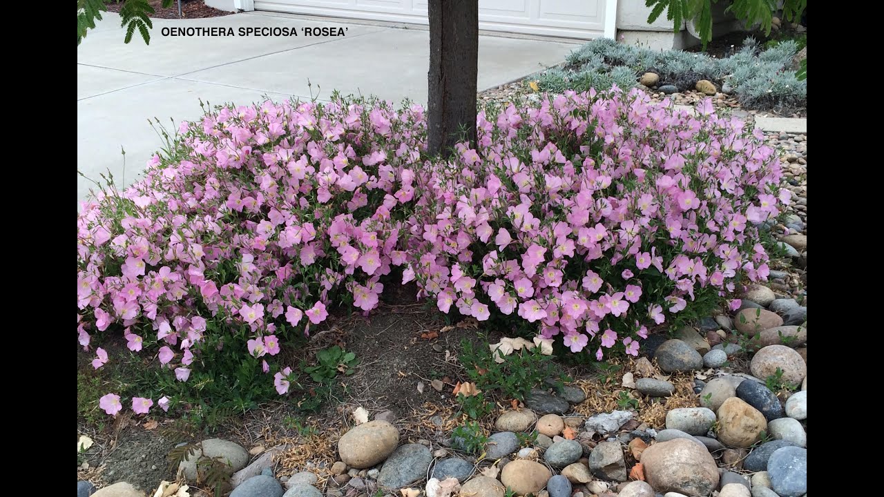 Oenothera speciosa 'Rosea' -  Mexican Evening Primrose