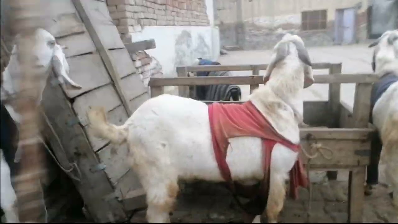 Today we will show you how goats dress to survive the winter #youtubeshorts #indian 