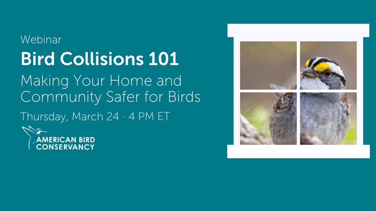 Bird Collisions 101: Making Your Home and Community Safer for Birds - ABC Webinar