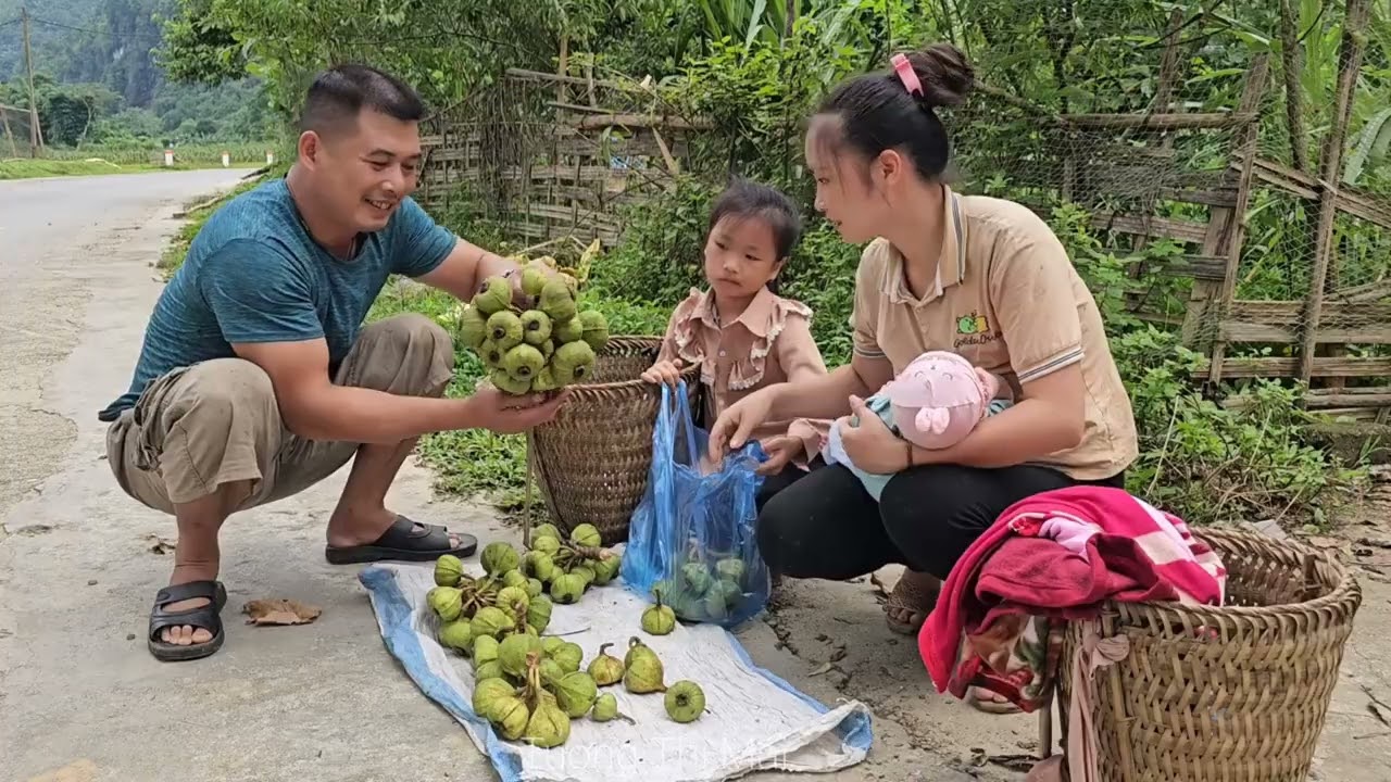 Harvesting fruit to sell - Harvest corn for storage | Tương Thị Mai