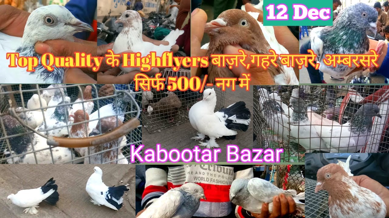 Kabootar Bazar | Pigeons Market | Indian Pigeons Market | Indore Kabootar Bazar | Cheapest Market