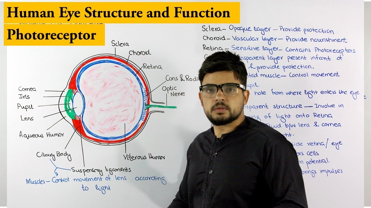 Structure of Human Eye | Photoreceptor | Biology lecture