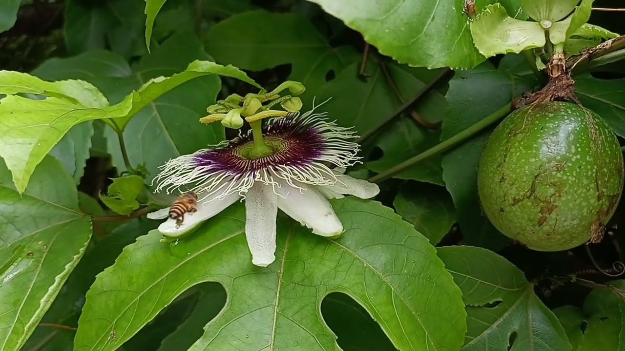 दुर्मिळ कृष्ण फळ PASSION FRUIT 🫒