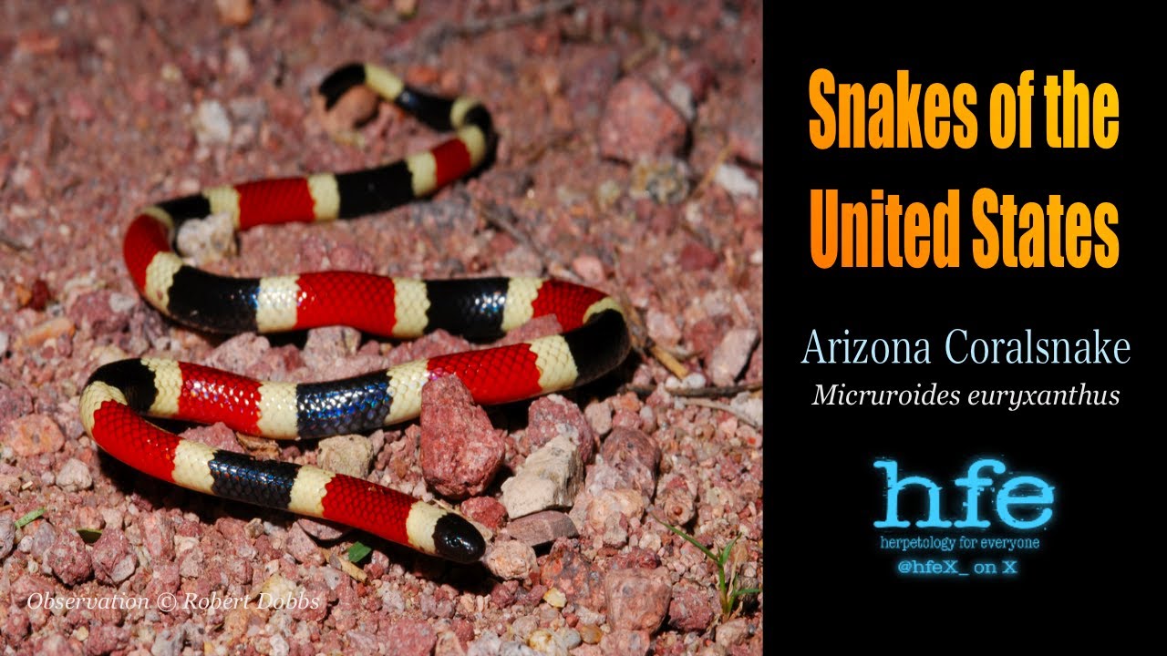 Arizona Coralsnake (Micruroides euryxanthus)