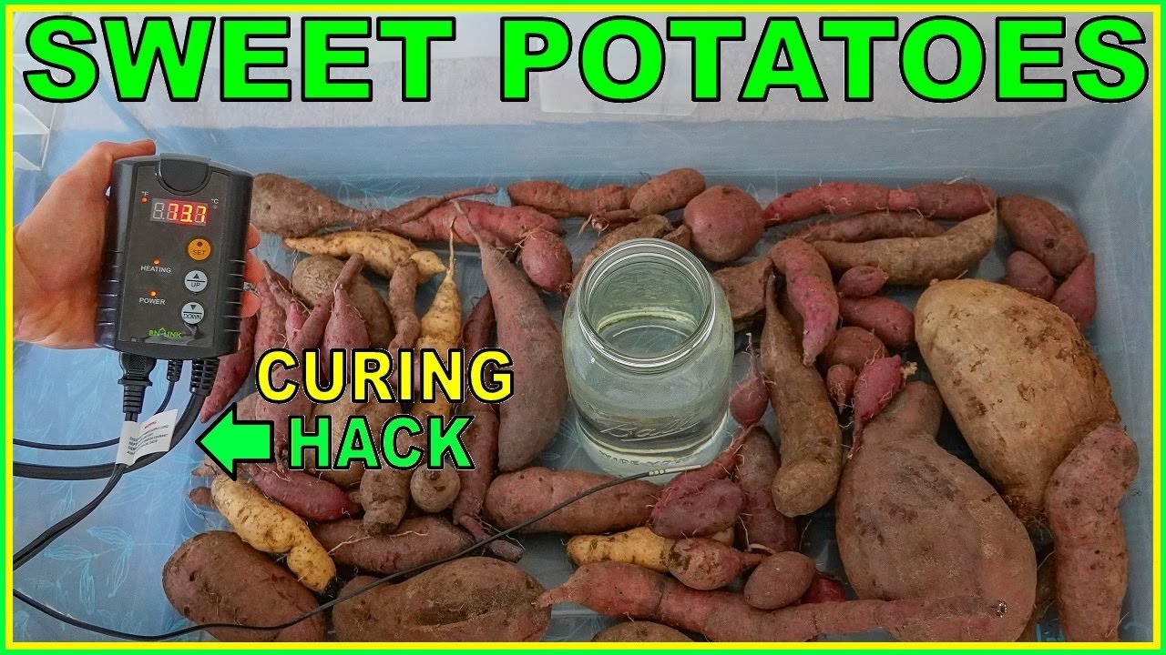 This Genius New Way Of Storing And Curing SWEET POTATOES Is Life Changing