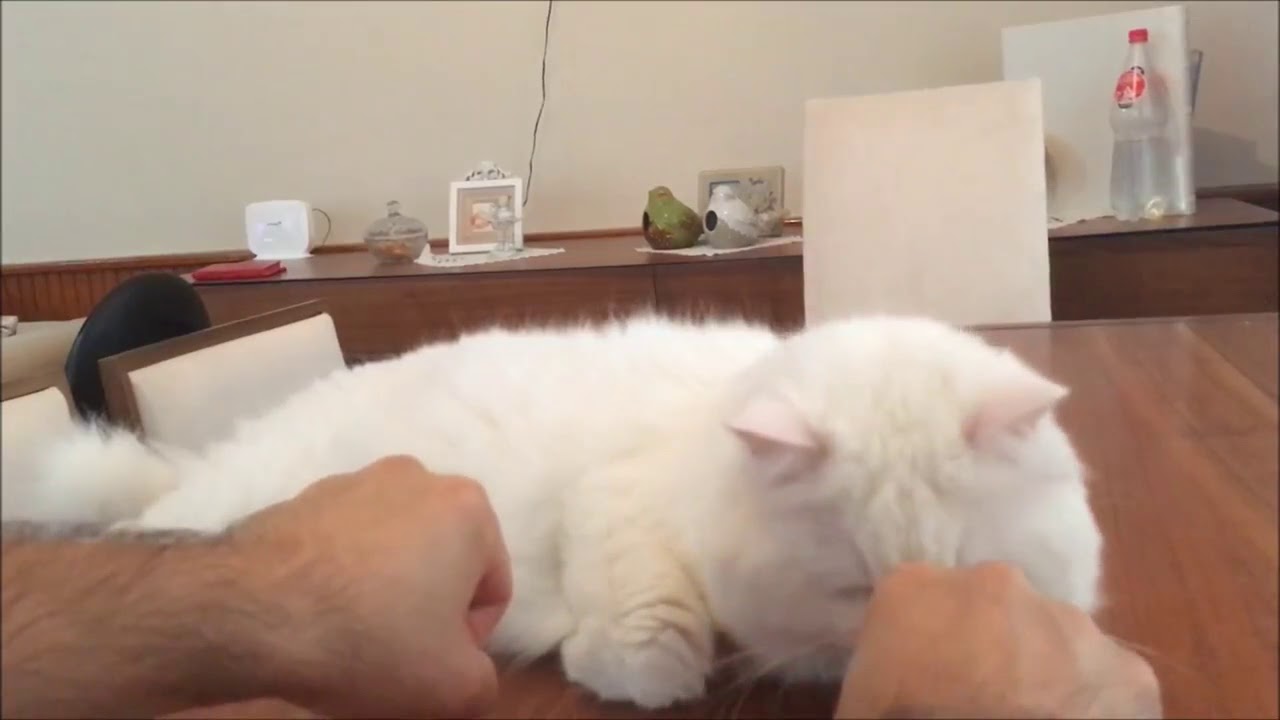 KEDİ BİLEMEDİ