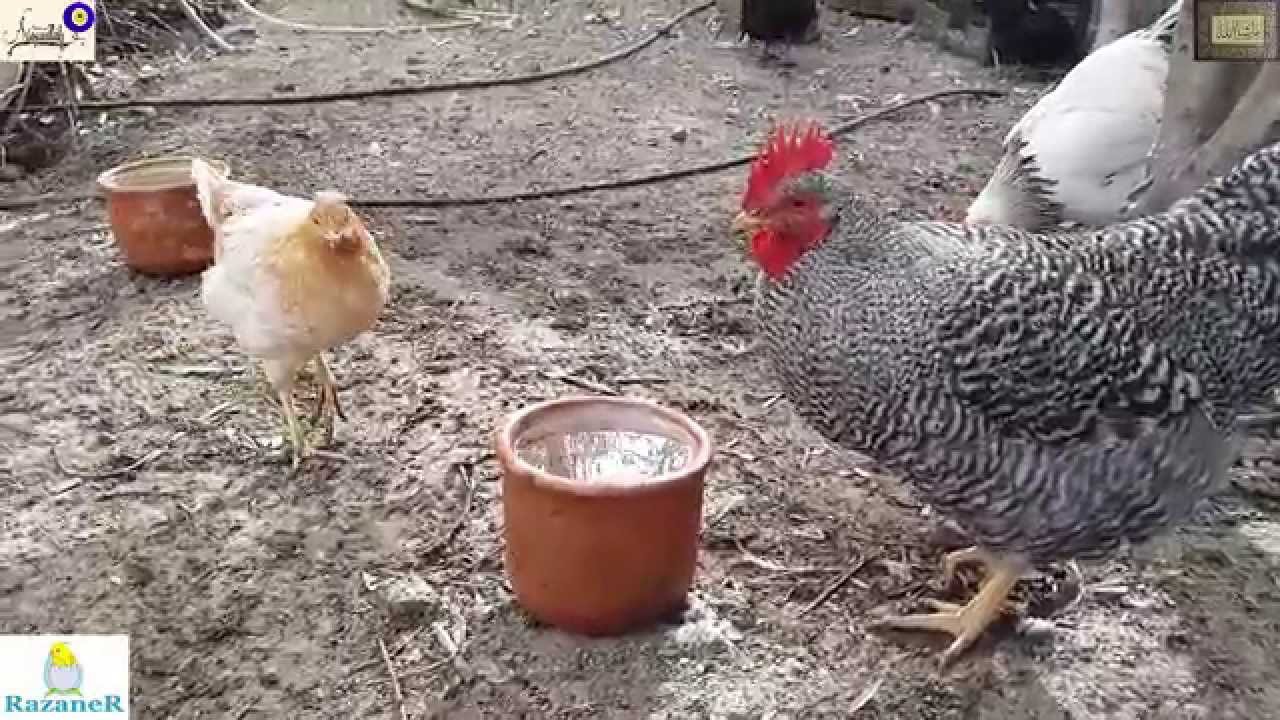 Tavukların Sularına Katılan Doğal İlaç