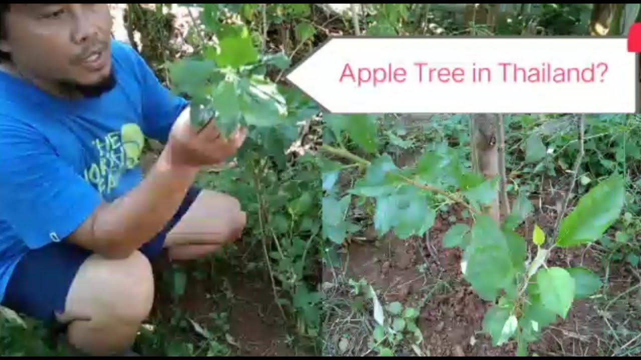 Apple Tree in Thailand I A tropical country can actually grow an Apple Tree I (Apple video series 1)