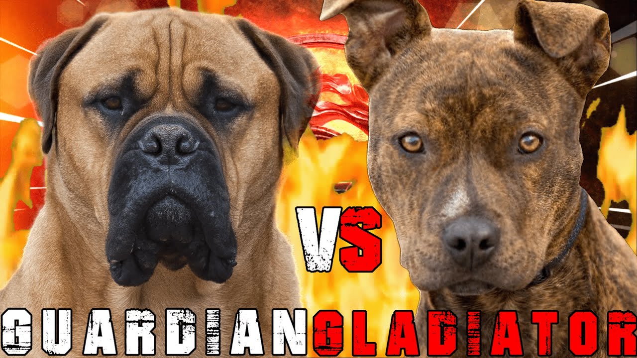 Бульмастиф против питбультерьера | Американский питбультерьер против бульмастифа | Билла Бойка |