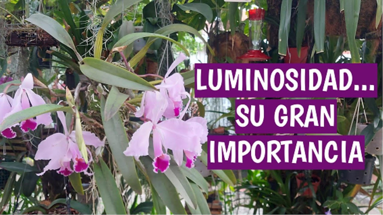 LUMINOSIDAD... SU GRAN IMPORTANCIA