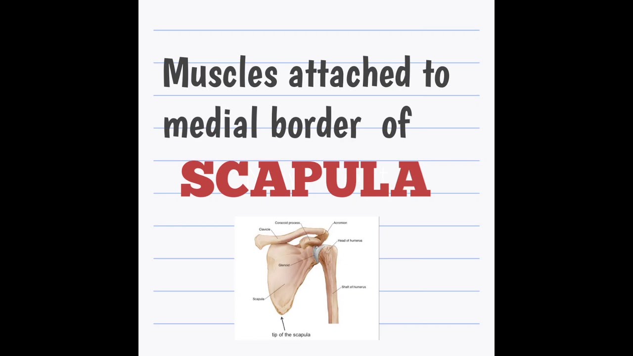 Muscles attached to medial border of scapula