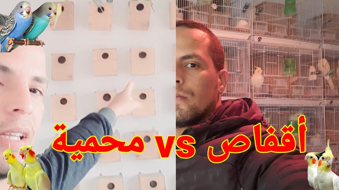 من الأفضل تربية جماعية أم تربية فردية +  فتح بعض أعشاش بادجي داخل محمية