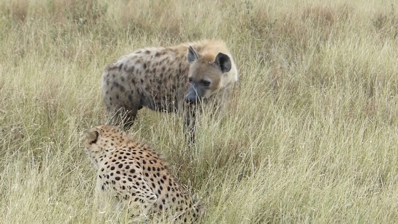 Cheetah gets finally fed up with hyena