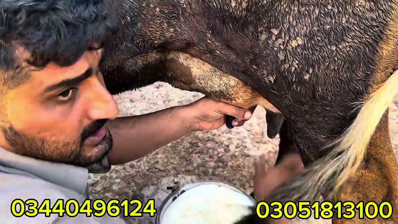 سردار عاصم ڈوگر کے ڈیرے پر سیالکوٹ کی 5 ٹاپ کلاس گائیں موجود