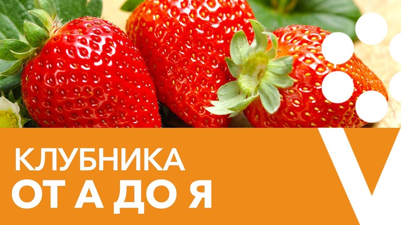 КЛУБНИКА ОТ А ДО Я. Советы по выращиванию клубники для большого урожая