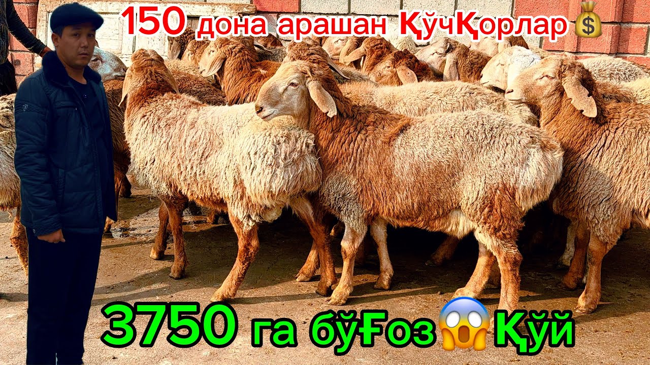 3750 га бўғоз қўй🔥150 дона арашан қўчқорлар💰мазза қилиб 🤤томошо қилинг