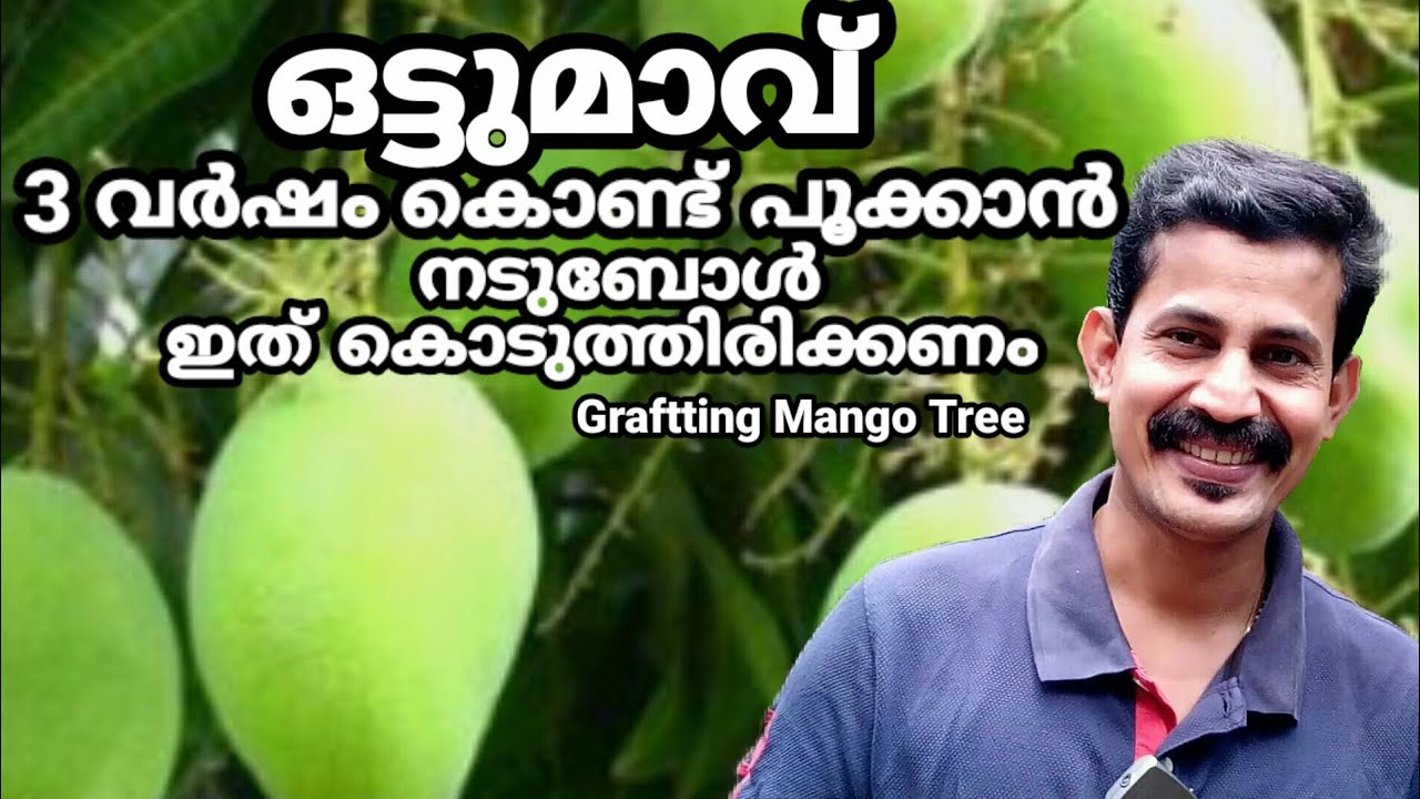 Mango tree fast flowering tip/ ഗ്രാഫ്റ്റ് മാവ് 3 വർഷം കൊണ്ട് പൂക്കാൻ ഇത് ചെയ്തിരിക്കണം BtechMIXMEDIA