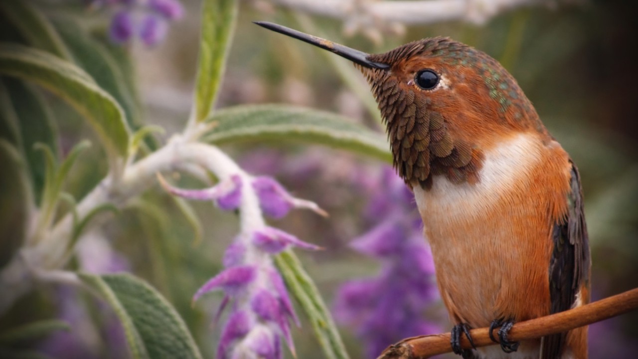 Wind, Wings and Hummingbird Sounds in 4K (30 Min Nature ASMR)｜ハチドリ自然音ASMR. 🐦🌬️🌺🎧