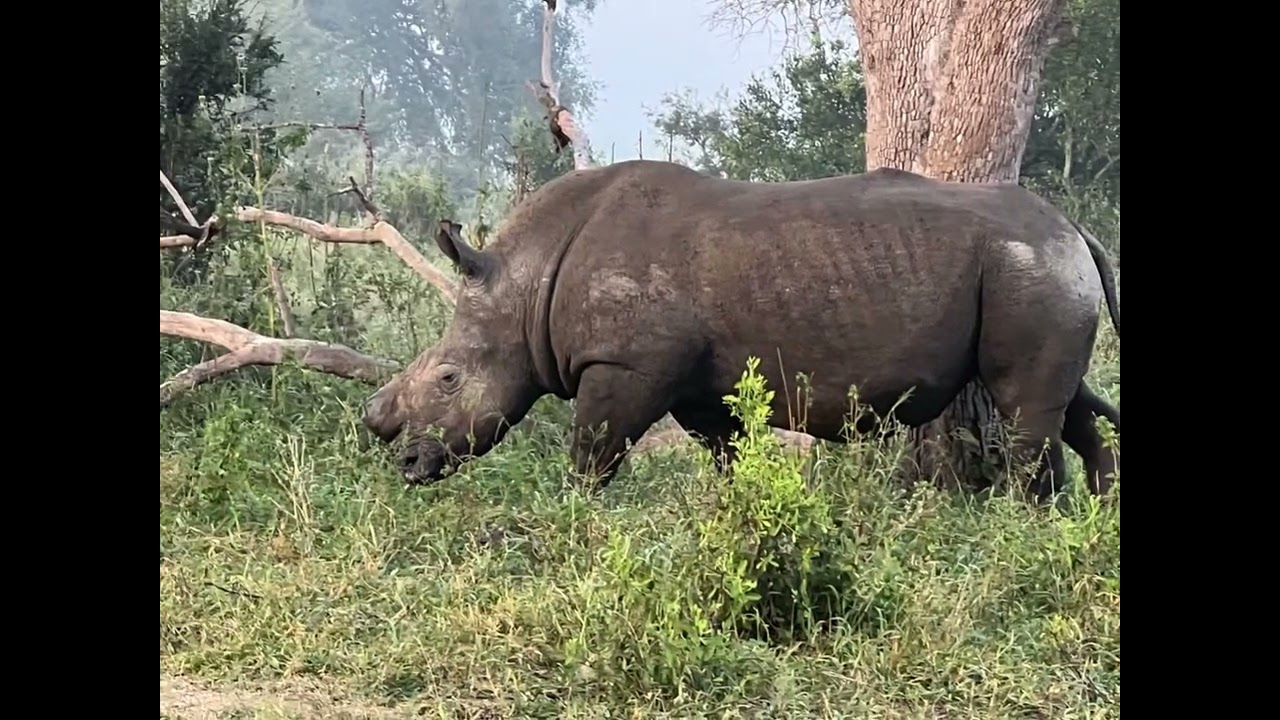 South Africa Mala Mala Main Camp May 2022