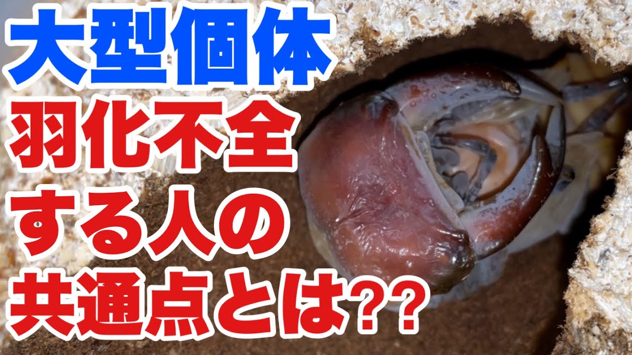 大型個体が羽化不全する人の共通点とは⁇