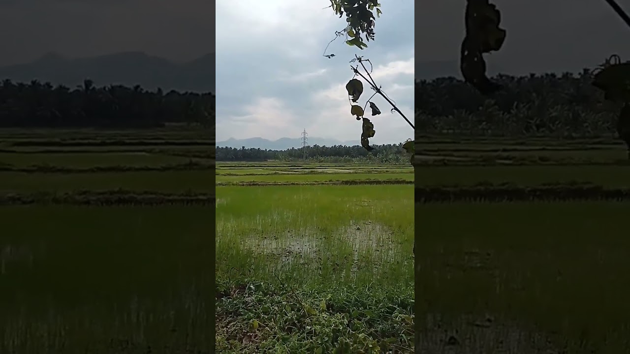 ilayaraja